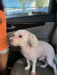 Lost Male Dog last seen Near w 40th pl los angeles ca 90037, Los Angeles, CA 90037