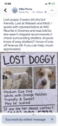 Lost Female Dog last seen Wabash and Mott, Los Angeles, CA 90033