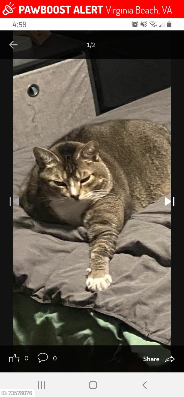 Lost Male Cat last seen Dante Place and Jansen Way, Virginia Beach, VA 23452