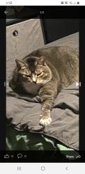 Lost Male Cat last seen Dante Place and Jansen Way, Virginia Beach, VA 23452