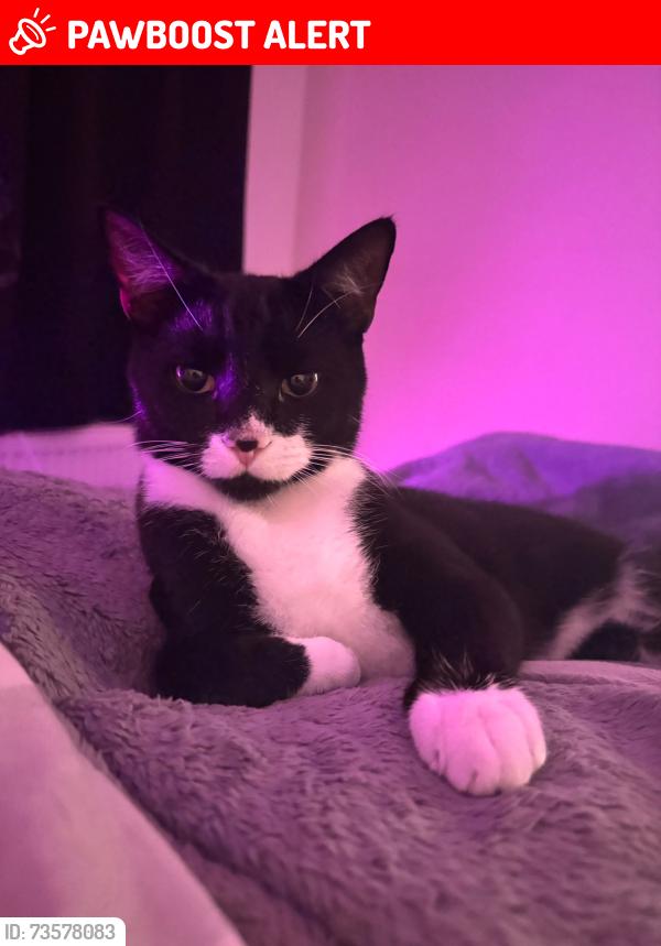 Lost Male Cat last seen Bream Close, Tottenham Hale, Greater London, England 