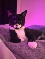 Lost Male Cat last seen Bream Close, Tottenham Hale, Greater London, England 
