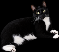 Lost Female Cat last seen Beck and Pontiac Trail, Wixom, MI 48393