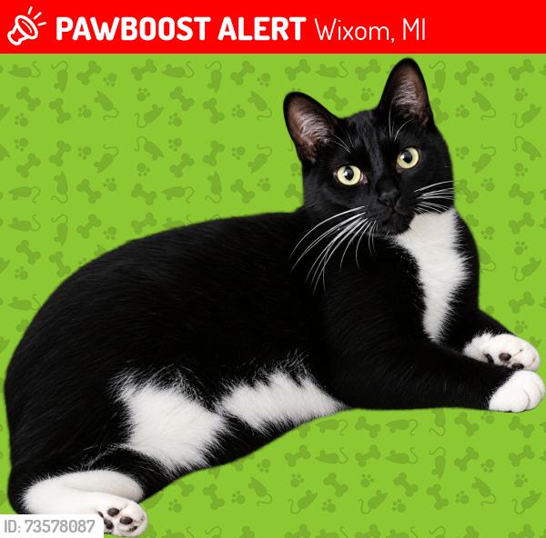 Lost Female Cat last seen Beck and Pontiac Trail, Wixom, MI 48393