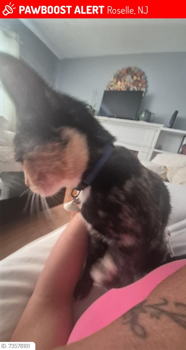 Lost Female Cat last seen 3rd ave, hamilton ave, Roselle, NJ 07203