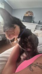 Lost Female Cat last seen 3rd ave, hamilton ave, Roselle, NJ 07203