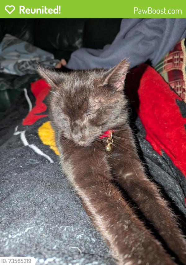 Reunited Male Cat last seen Ambridge Place, Philadelphia, PA 19114