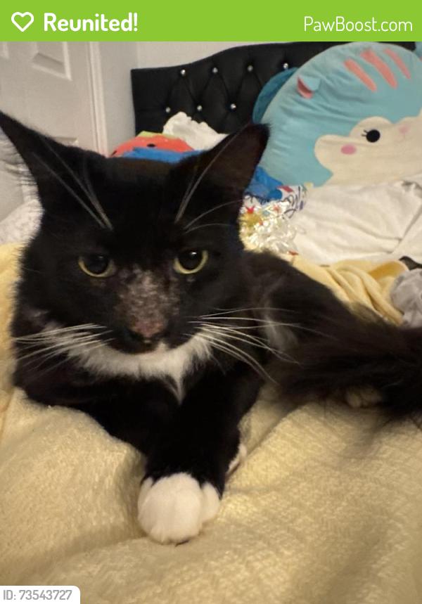 Reunited Male Cat last seen Trafalgar, Cape Coral, FL 33990