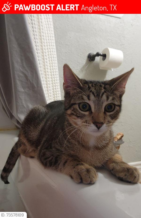 Lost Male Cat last seen Downing, Buccees on 35, Angleton, TX 77515