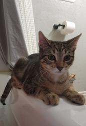 Lost Male Cat last seen Downing, Buccees on 35, Angleton, TX 77515