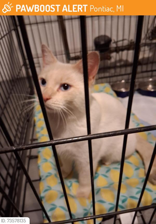 Found/Stray Male Cat last seen Bailey Pontiac Mi, Pontiac, MI 48341
