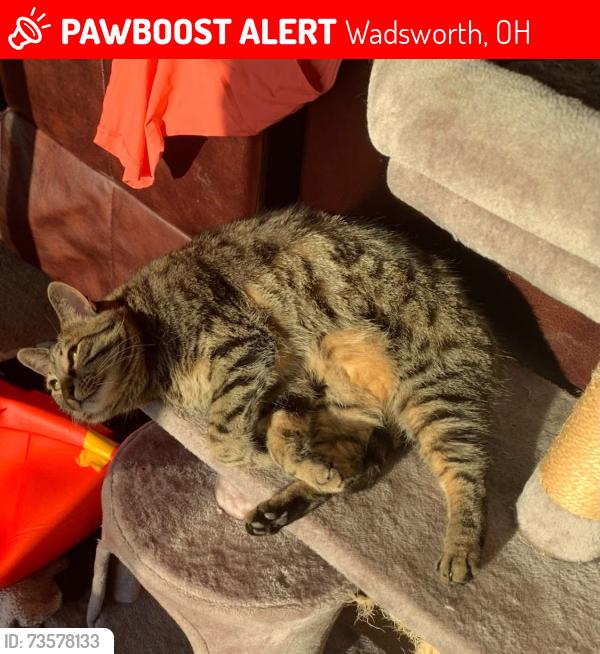 Lost Female Cat last seen South of Fixler on Boneta Road, Wadsworth, OH 44281