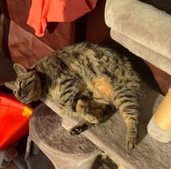 Lost Female Cat last seen South of Fixler on Boneta Road, Wadsworth, OH 44281