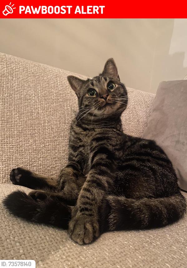 Lost Male Cat last seen Temple Fortune Lane, NW11 7UD, Greater London, England NW11 7UD