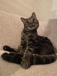 Lost Male Cat last seen Temple Fortune Lane, NW11 7UD, Greater London, England NW11 7UD