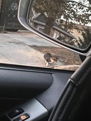 Found/Stray Unknown Cat last seen 43-65 157th st, Queens, NY 11355