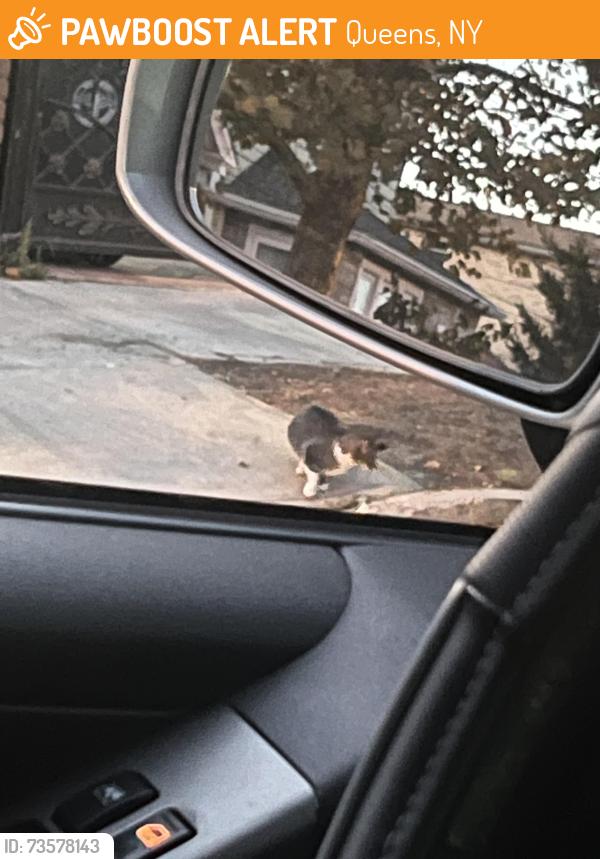 Found/Stray Unknown Cat last seen 43-65 157th st, Queens, NY 11355