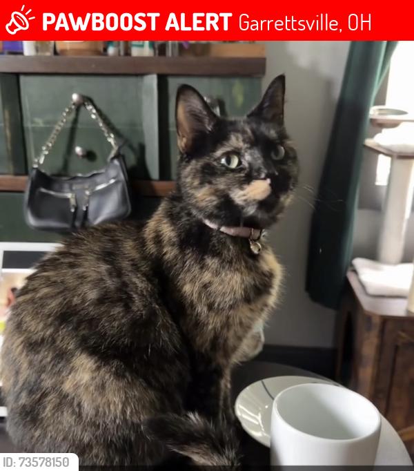 Lost Female Cat last seen Location- Geauga/ Portage County Landmark- Near Kool Lakes/ Nelson Ledges, Garrettsville, OH 44231