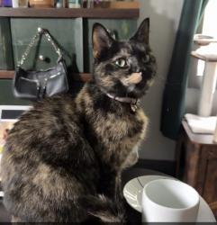 Lost Female Cat last seen Location- Geauga/ Portage County Landmark- Near Kool Lakes/ Nelson Ledges, Garrettsville, OH 44231