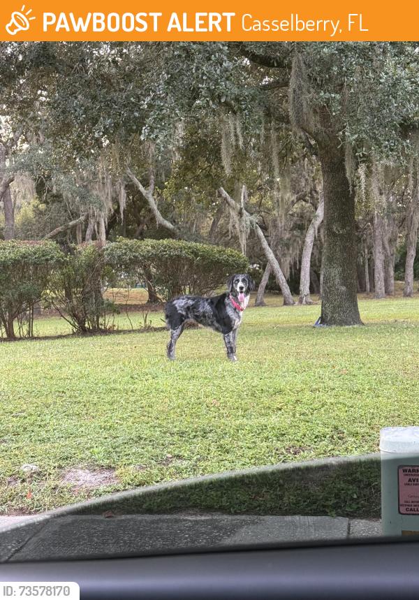 Found/Stray Unknown Dog last seen Crystal bowl circle butterfly garden area, Casselberry, FL 32707