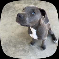 Lost Female Dog last seen Kittridge st and gentry ave, Los Angeles, CA 91606