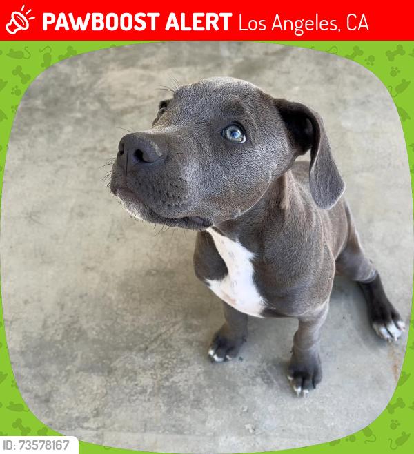 Lost Female Dog last seen Kittridge st and gentry ave, Los Angeles, CA 91606