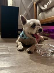Reunited Male Dog last seen Sabal Chase and Miami Dade College, Miami, FL 33176