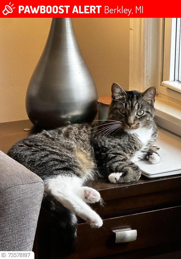 Lost Male Cat last seen 12 mile and greenfield, Berkley, MI 48072