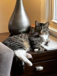 Lost Male Cat last seen 12 mile and greenfield, Berkley, MI 48072
