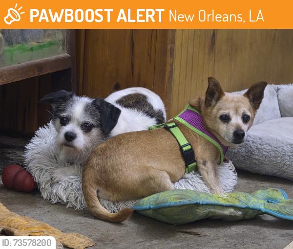 Found/Stray Unknown Dog last seen Gen. DeGaulle and Lennox, New Orleans, LA 70131