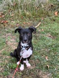 Lost Female Dog last seen Clarkstown Road, Hughesville, PA 17737