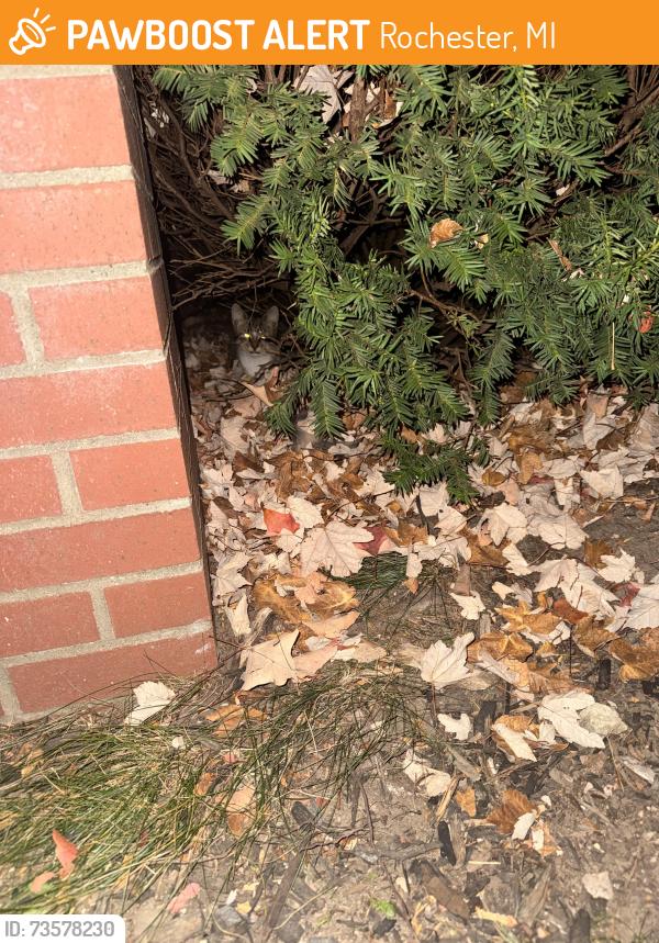Found/Stray Unknown Cat last seen Second St & Walnut, Rochester, MI 48307