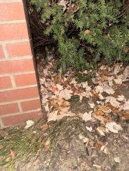 Found/Stray Unknown Cat last seen Second St & Walnut, Rochester, MI 48307