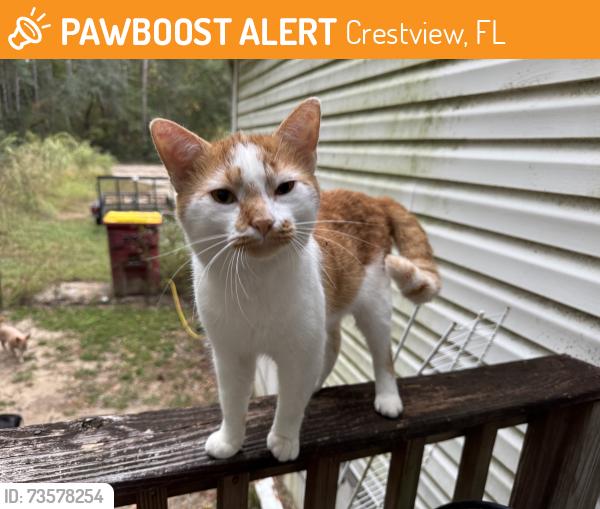Found/Stray Male Cat last seen Between Dorcas Fire Dept and Timber Creek Distillery, Crestview, FL 32539