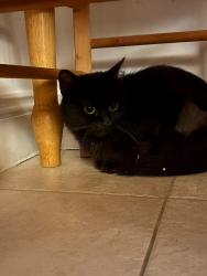 Lost Female Cat last seen Fredrick’s hotel, Maidenhead, England 