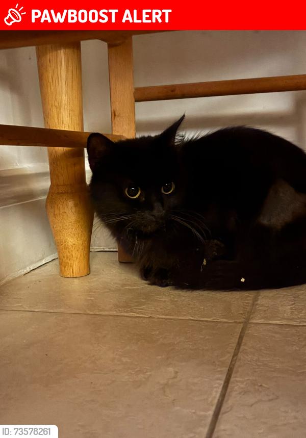 Lost Female Cat last seen Fredrick’s hotel, Maidenhead, England 