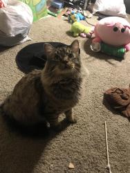 Lost Male Cat last seen 94th And 159th, Orland Hills, IL 60487