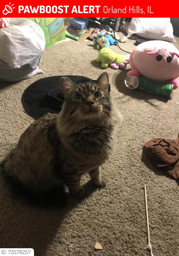 Lost Male Cat last seen 94th And 159th, Orland Hills, IL 60487