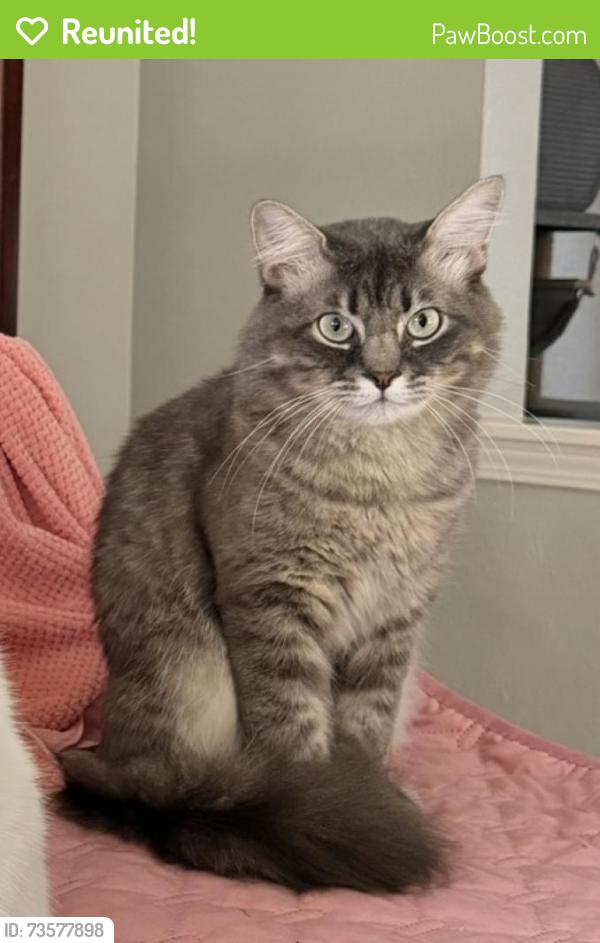 Reunited Male Cat last seen Powers St., The Colony, TX 75056