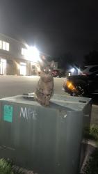 Found/Stray Unknown Cat last seen Downtown Lake Zurich, Lake Zurich, IL 60047