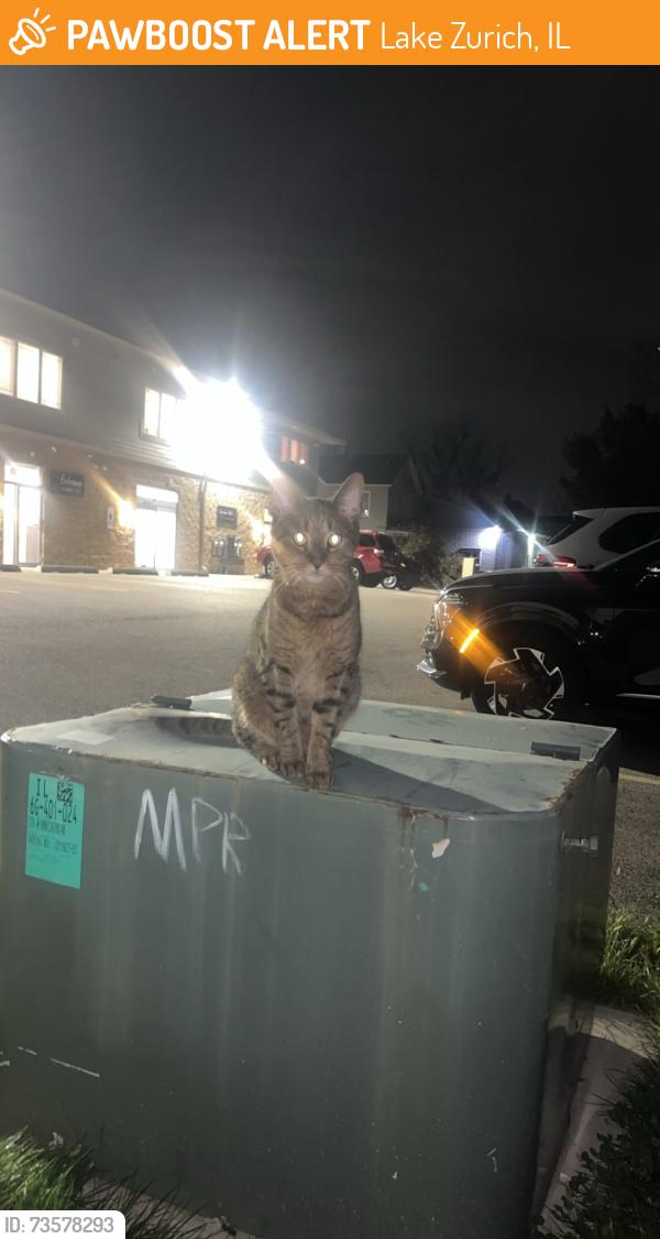 Found/Stray Unknown Cat last seen Downtown Lake Zurich, Lake Zurich, IL 60047