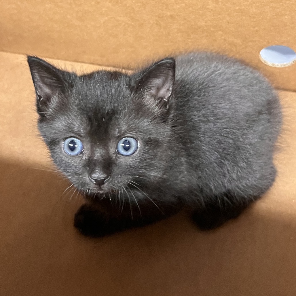 Shelter Stray Female Cat last seen , 3607 N Armenia Ave, Tampa, FL 33607, USA