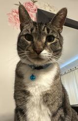 Lost Male Cat last seen Stockton Rd & N Stiles, Linden, NJ 07036
