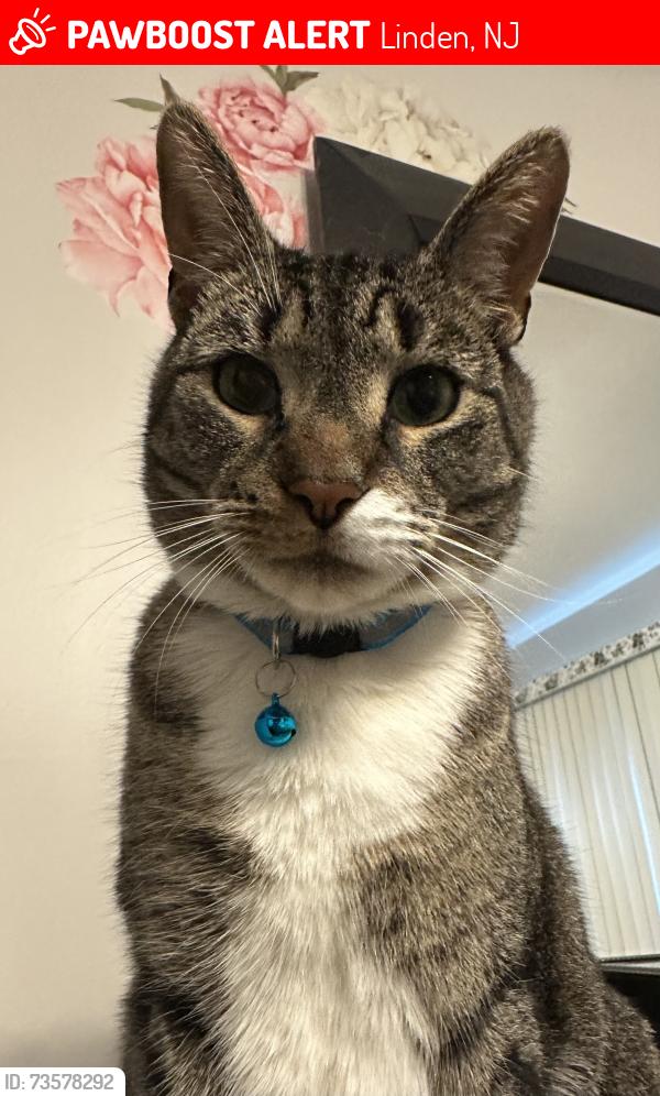 Lost Male Cat last seen Stockton Rd & N Stiles, Linden, NJ 07036