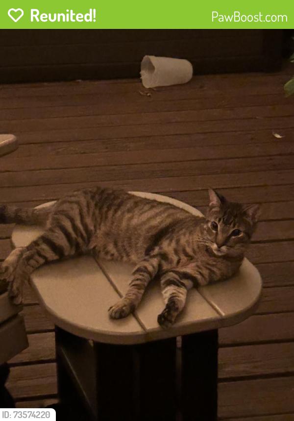 Reunited Male Cat last seen Near Robin Rd, Plano, TX 75075, USA, Plano, TX 75075
