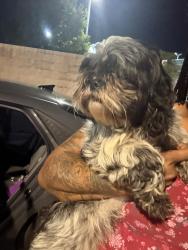Reunited Female Dog last seen Everman, Fort Worth, TX 76140