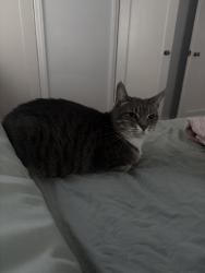 Lost Female Cat last seen Lakeview, Clifton, NJ 07011