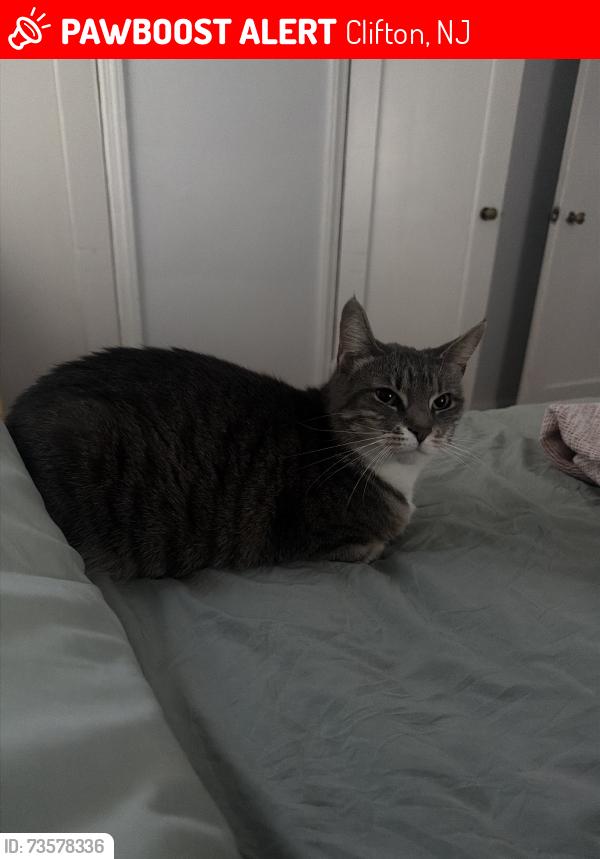 Lost Female Cat last seen Lakeview, Clifton, NJ 07011