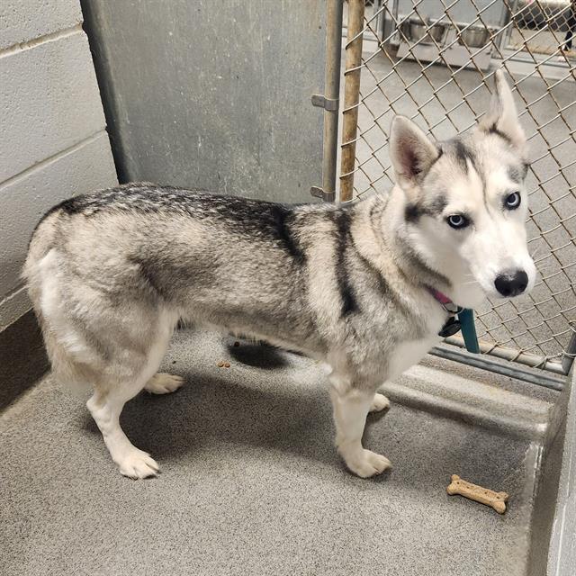 Shelter Stray Female Dog last seen WINCHESTER RD NW, 4950 SW Triana Blvd, Huntsville, AL 35805, USA