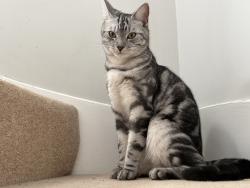 Lost Male Cat last seen Ashtree Way, Hertfordshire, England 